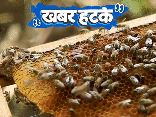 खबर हटके- 8 लाख मधुमक्खियों की चोरी:एक भेड़ की कीमत ₹8 करोड़; AI ने बताया अंतिम संस्कार का दिन, शख्स ने किया केस
