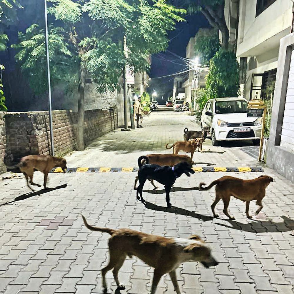 डॉग बाइट:85 आम क्लीनिक में वैक्सीन उपलब्ध, लोग फिर भी सिविल ही आ रहे