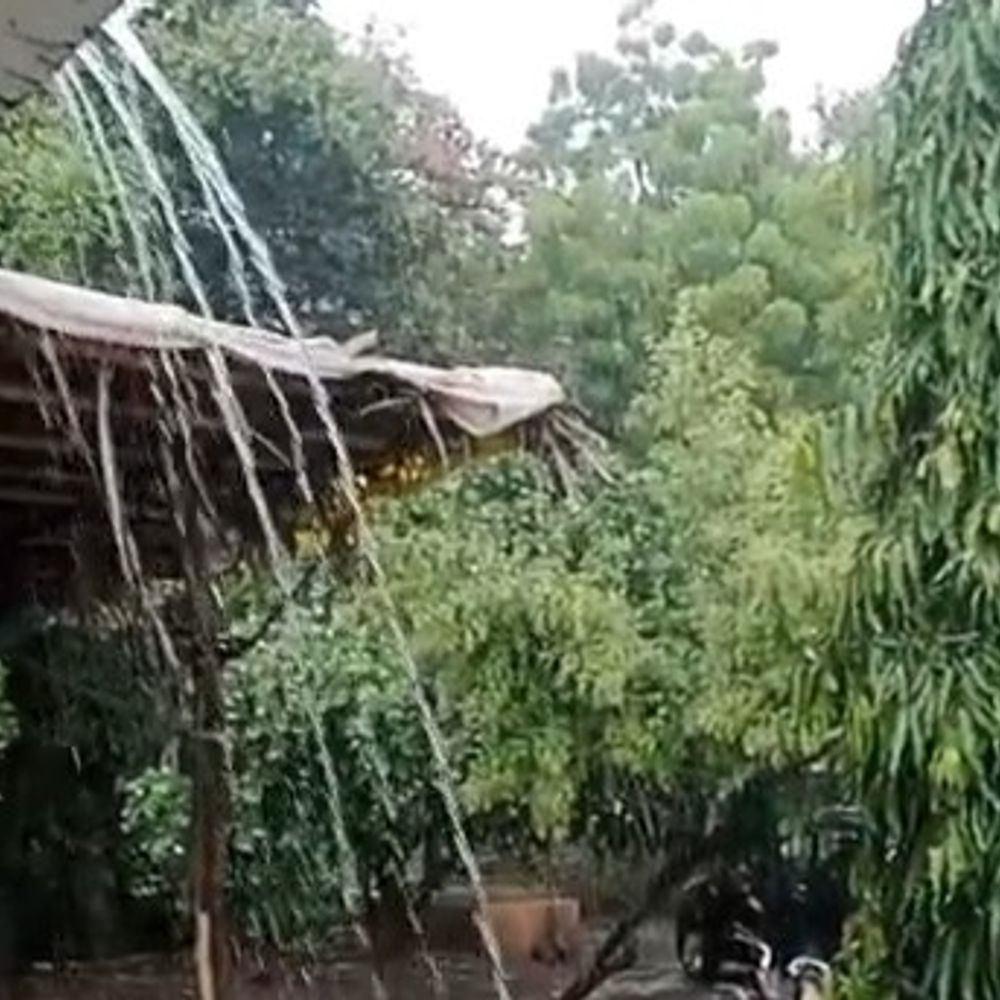 खरगोन में बारिश के डर से कपास चुनाई तेज:मौसम विभाग ने 28 सितंबर तक किया अलर्ट, मंडी में आवक 50% तक घटी