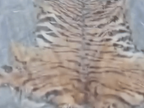 बाघ की खाल और पैंगोलिन शल्क तस्करी मामला:सूरजपुर वन विभाग की कार्रवाई, फरार चल रहा 1आरोपी गिरफ्तार, न्यायिक रिमांड पर जेल भेजा