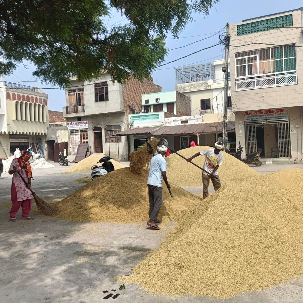 उचाना मंडी में कपास-धान 1509 के भाव तेज:कपास 8,860 और धान 4,240 रुपए क्विंटल तक बिका; दाम पिछले साल से ज्यादा
