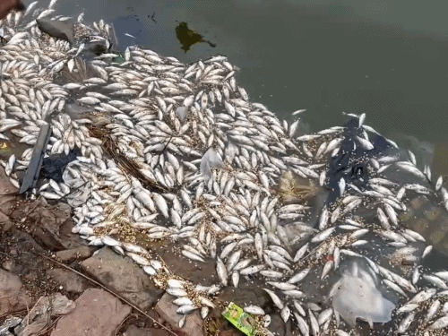 मचकुंड में एक रात में हजारों मछलियां मरीं:सफाई के लिए फिटकरी के साथ कोई खतरनाक केमिकल डालने की आशंका
