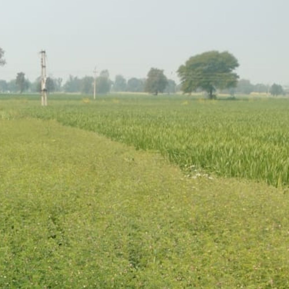उन्नत देसी चने की खेती कर दोगुना लिया उत्पादन:सामान्य बीज के मुकाबले कम लागत में बेहतर उत्पादन, एक सिंचाई में तैयार होती है फसल