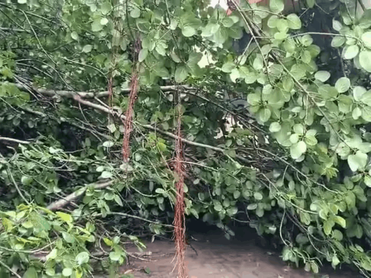 इटावा जिला अस्पताल में चलती कार पर पेड़ गिरा:तीन अधिकारी बाल बाल बचे, तेज बारिश के बीच 3 और गाड़ियां टूटी