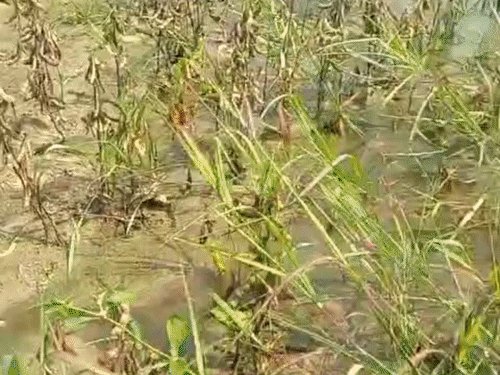 मंदसौर में बारिश से फसलों को नुकसान:खेतों में अब भी पानी, सोयाबीन की फसल खराब हुई; कांग्रेस ने मुआवजे की मांग की