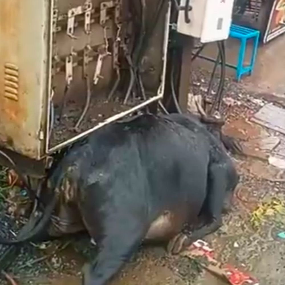 खुले फ्यूज बॉक्स से गाय को लगा करंट, मौत:रहवासियों ने कंपनी और नपा को दी सूचना; सीएमओ बोले- बिजली सप्लाई बंद कराई