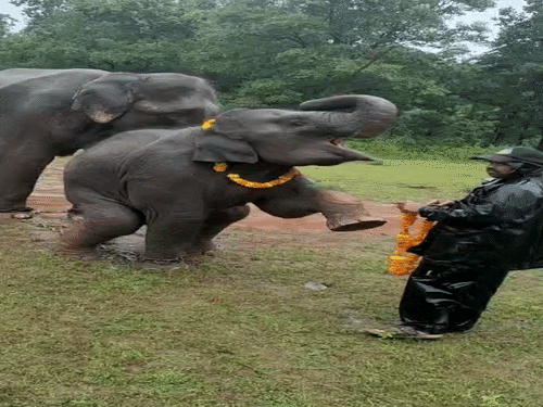 बांधवगढ़ में कृष्णा की मस्ती, बरखा का सैल्यूट बना आकर्षण:हाथियों को नहलाया, मालिश की और पसंदीदा खाना खिलाया