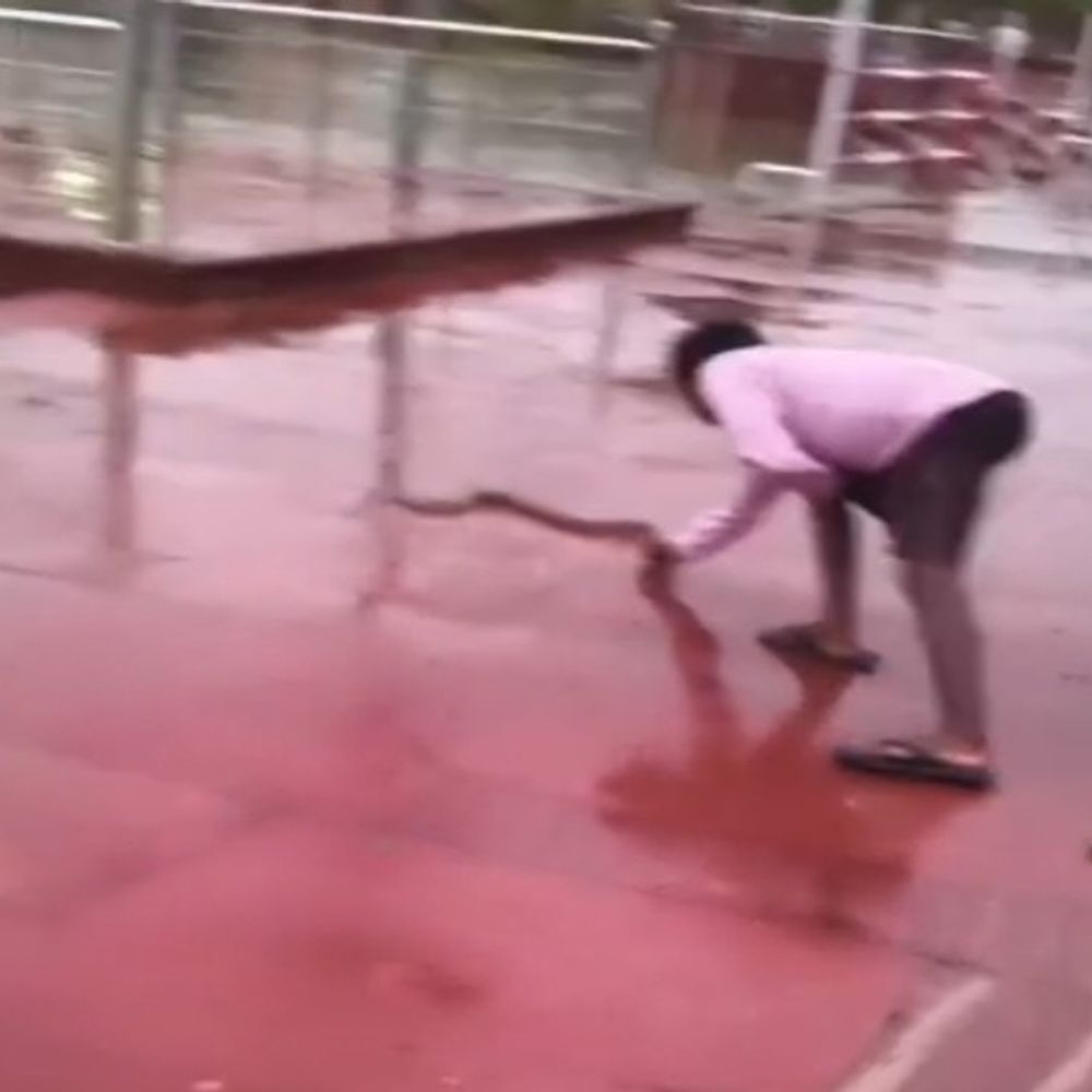 बाढ़ के बीच सांप पकड़कर खेलता दिखा युवक, VIDEO:शाहजहांपुर में युवक ने पकड़कर लोगों को दिखाया; बाद में नदी में छोड़ा
