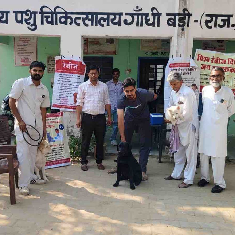 हनुमानगढ़ में 314 कुत्तों और 29 बिल्लियों को लगे टीके:विश्व रेबीज दिवस पर 28 कैंप लगाकर पालकों को जागरूक किया