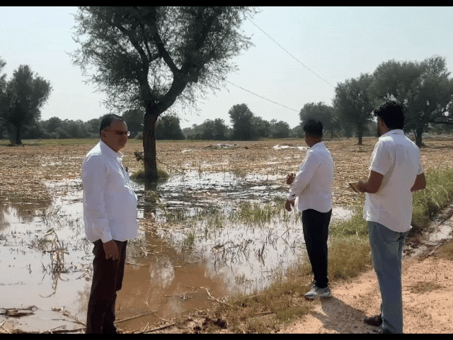 बाजरा, ग्वार और कपास की फसल प्रभावित:बेमौसम बारिश ने किसानों की चिंता बढ़ाई, बारिश से खेतों में भरा पानी