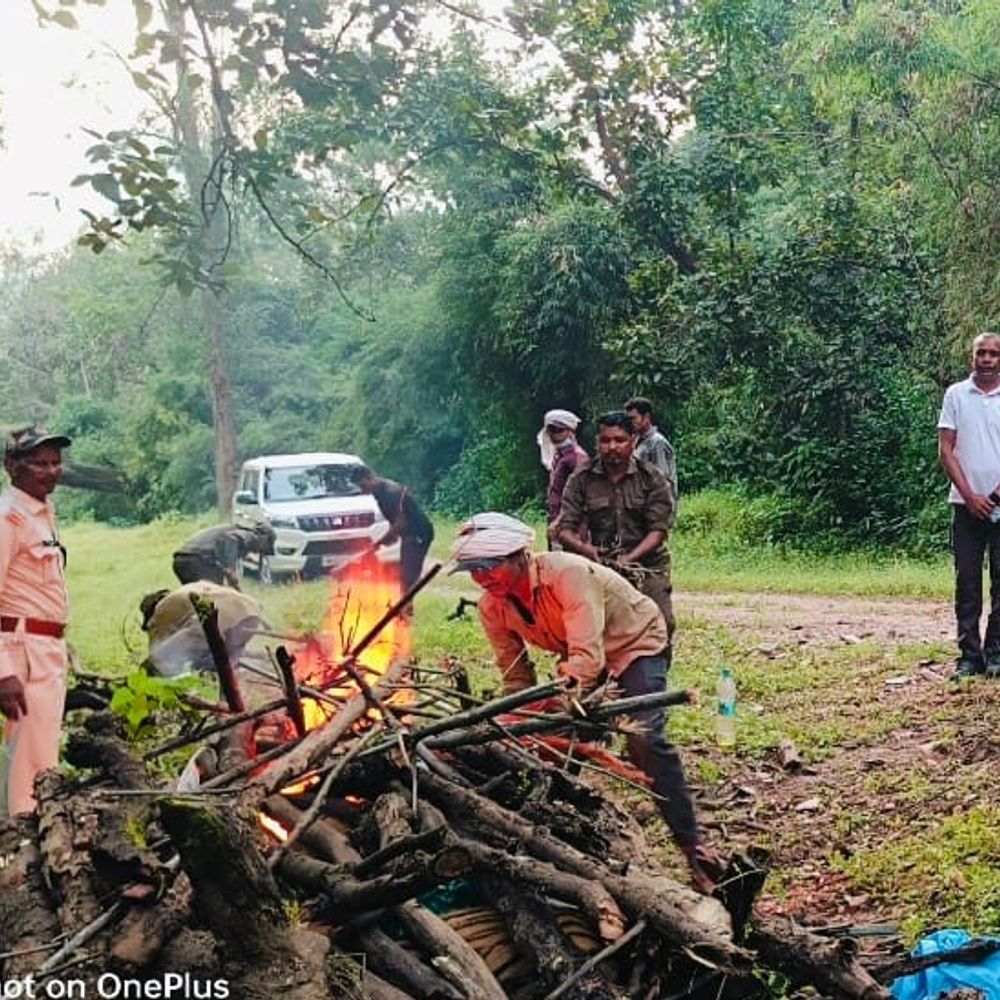 कान्हा में मिला 11 महीने के बाघ शावक का शव:शरीर पर चोट के निशान, बड़े वन्यजीव से भिड़ंत की आशंका; फॉरेंसिक टीम ने सैंपल लिए