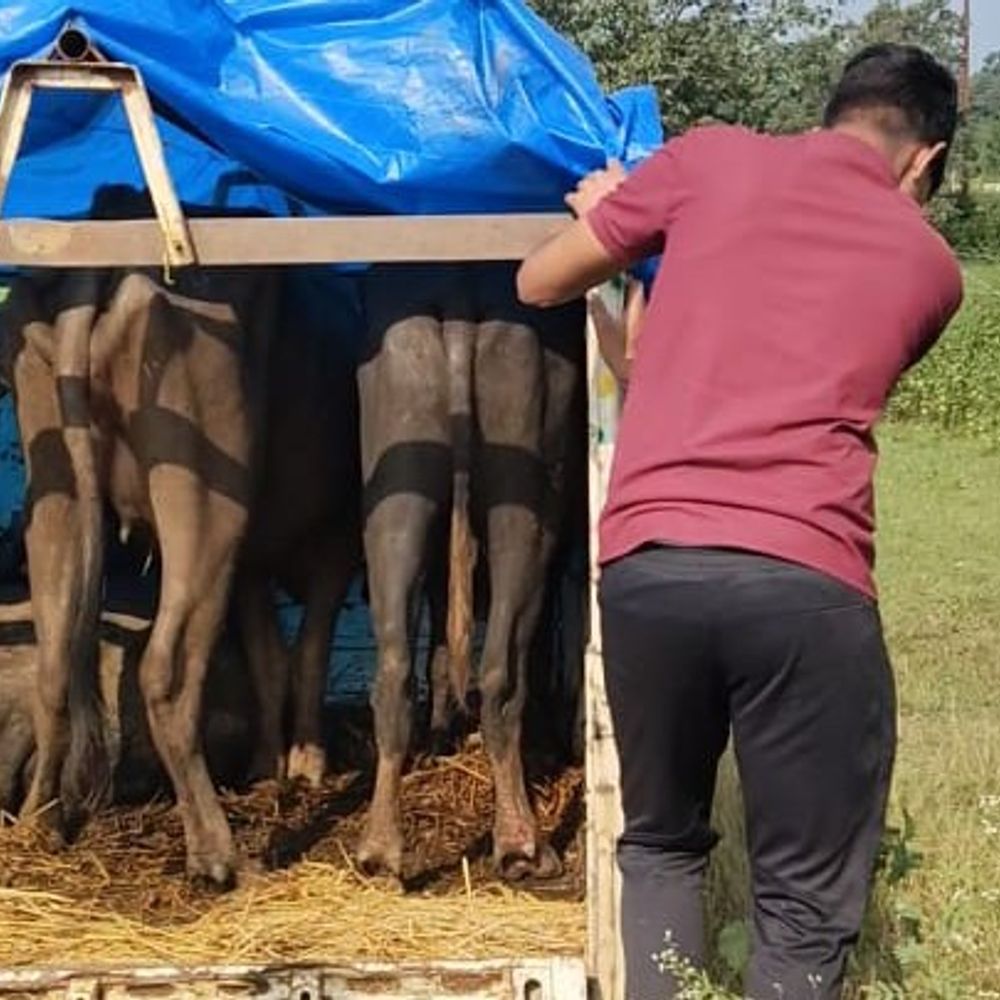 फुनगा में मवेशियों से भरी पिकअप जब्त:नाकाबंदी तोड़कर भागा तस्कर, 3 मवेशी सहित 8.60 लाख का वाहन बरामद