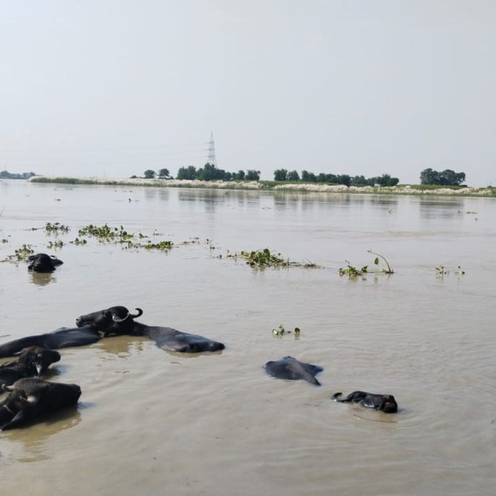12 घंटे में 32 सेंटीमीटर बढ़ा जलस्तर; प्रशासन अलर्ट:बागमती-कोसी उफनाईं, 6 प्रखंडों में 24 घंटे निगरानी, अलौली-मानसी में 6 अतिरिक्त नावें