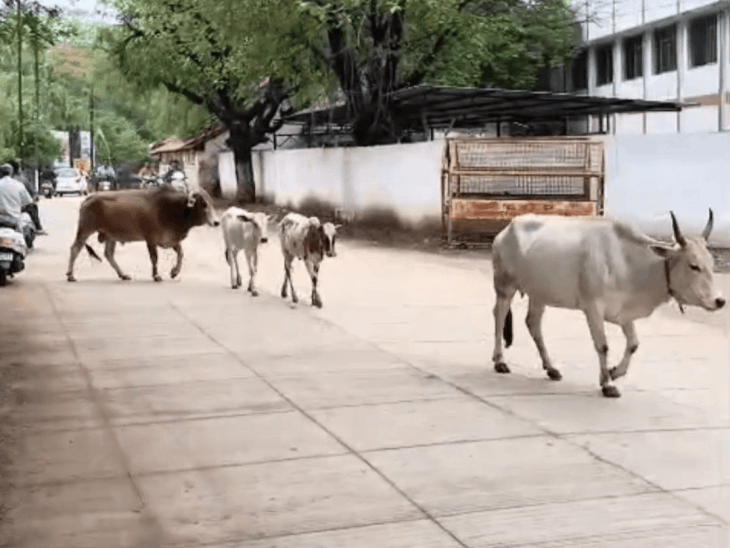 बैतूल में मानसून कमजोर, सामान्य से 14.3 इंच कम बारिश:अब तक 28.4 इंच बरसात, पिछले साल से 10.1 इंच कम; हल्की बौछार की संभावना