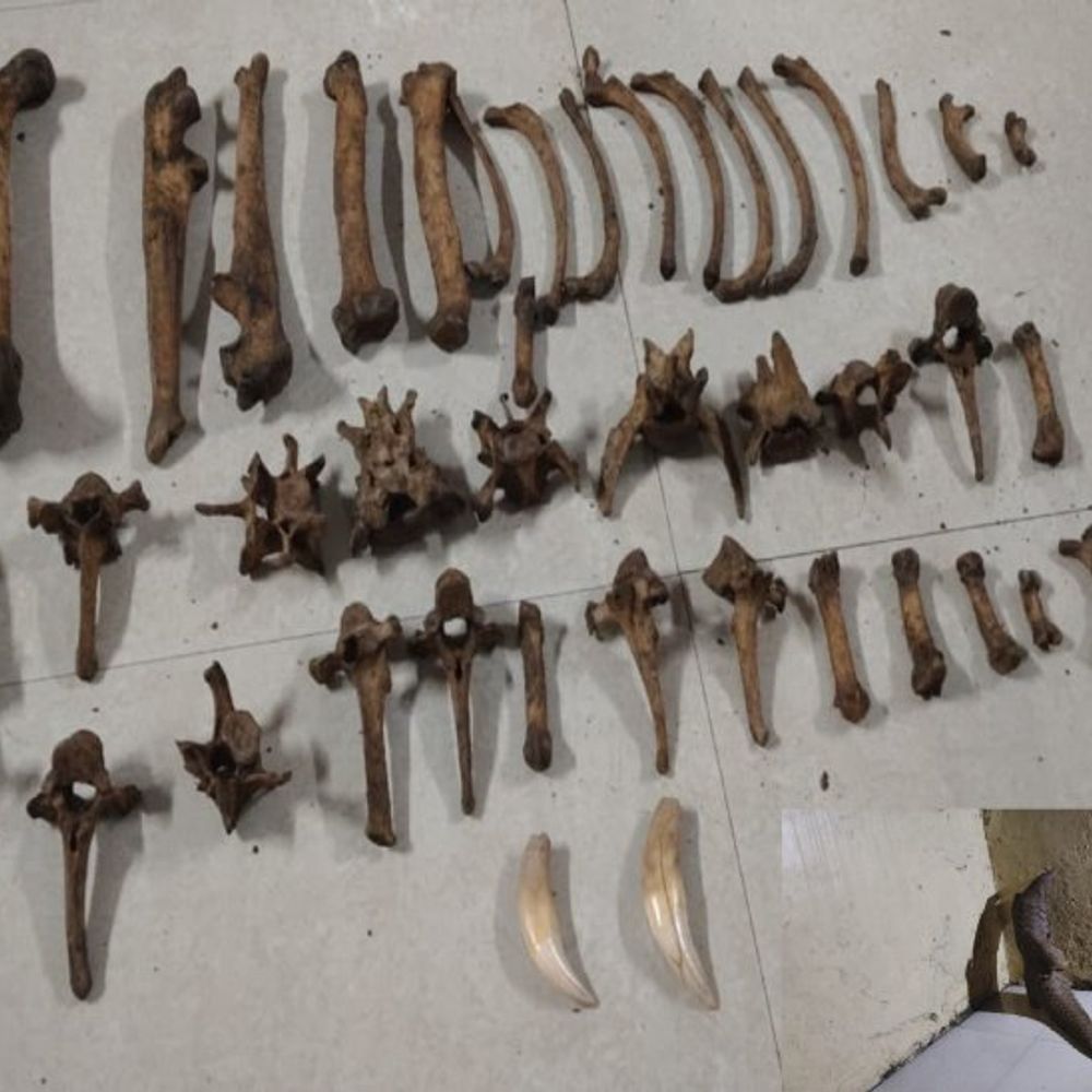 6 अंतरराज्यीय तस्कर गिरफ्तार:बाघ की 43 हड्डियों के साथ मिले दो जिंदा पेंगोलिन, वन्यजीव तस्करी को लेकर उदंती-सीतानदी टाइगर रिजर्व में कार्रवाई