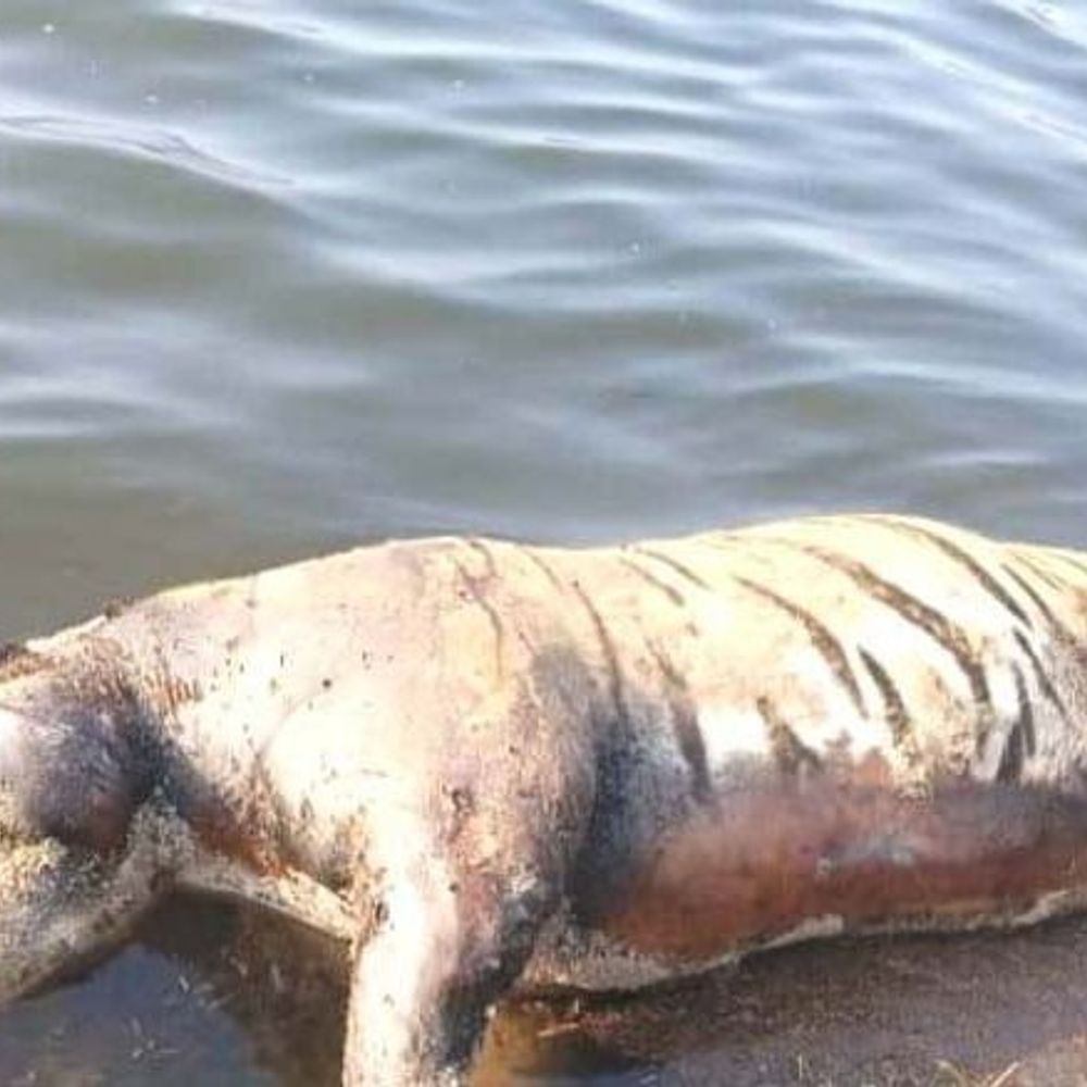 बालाघाट के नहलेसर्रा डेम में मिला बुजुर्ग टाइगर का शव:पेट खाली मिला, भूख से मौत की आशंका; शरीर पर चोट के निशान नहीं मिले