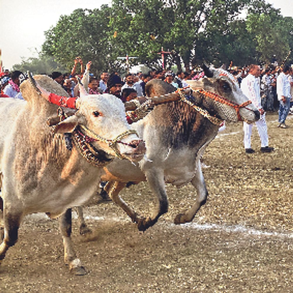 बैलगाड़ी दौड़: प्रहलाद पटेल की बैलजोड़ी ने एक ही दिन में दो जिलों में जीता पहला स्थान
