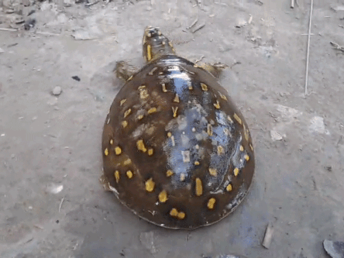 गोपालगंज में बाढ़ के पानी में मिला 'सुंदरी कछुआ':पीठ पर दिख रहे A-B-C-D जैसे निशान; पैरों को ढक लेते हैं खोल के फ्लैप