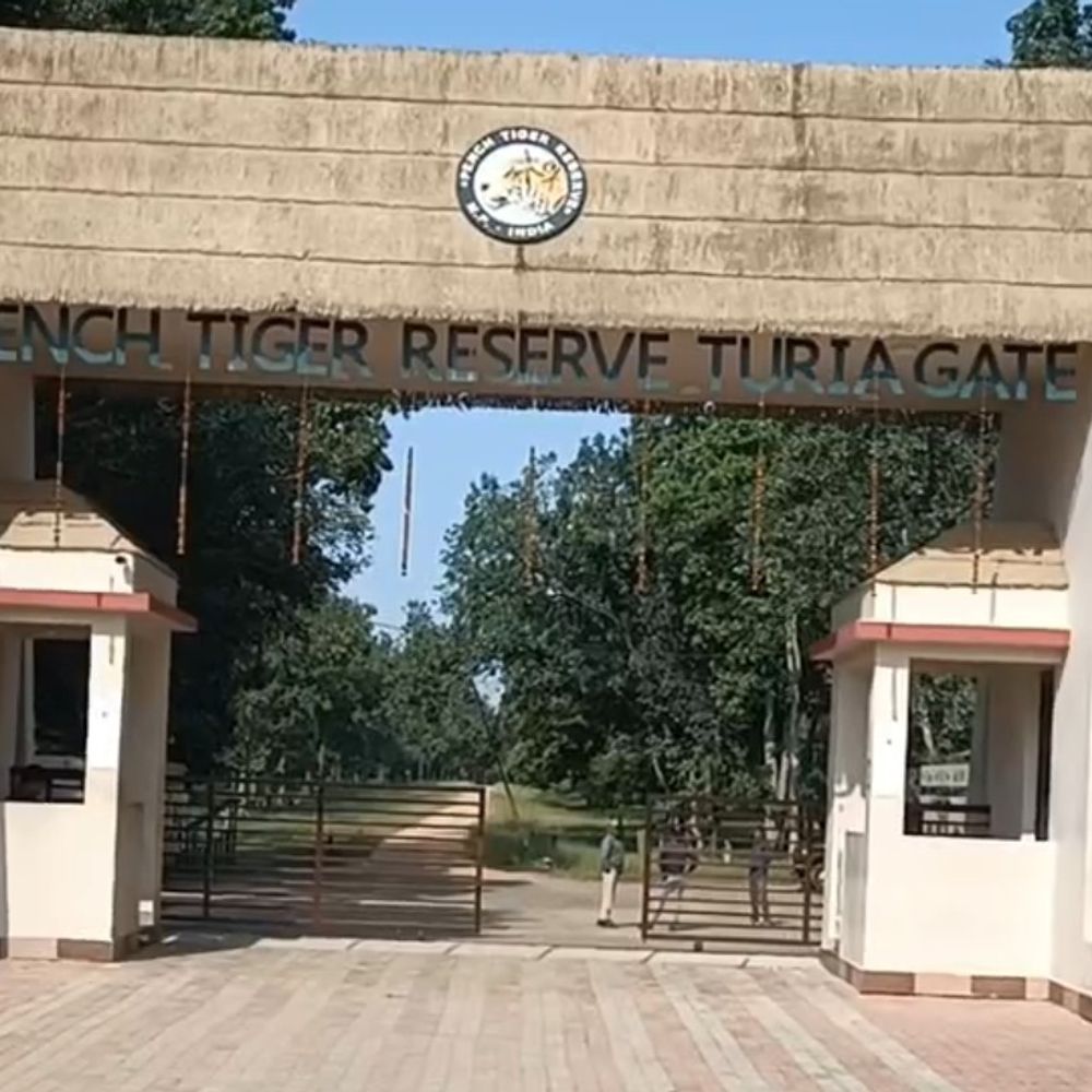 पेंच टाइगर रिजर्व में 1 अक्टूबर से जंगल सफारी शुरू:तीन महीने बाद खुलेगा कोर एरिया; पहले 5 दिन की बुकिंग फुल, फोन प्रतिबंधित रहेगा