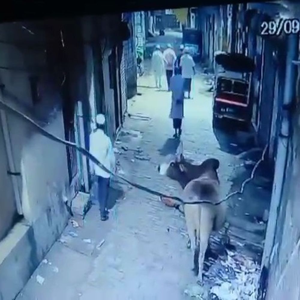 नमाज पढ़कर लौट रहे बुजुर्ग को आवारा जानवर ने रौंदा:80 साल के बुजुर्ग की कानपुर में इलाज के दौरान मौत, CCTV में घटना कैद