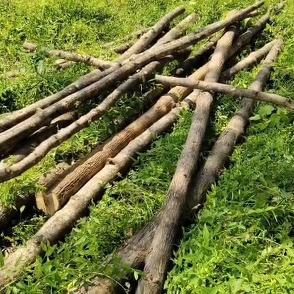 सरकारी प्लांटेशन से 25 सागौन के पेड़ काटे, लकड़ियां जब्त:पेड़ों की बल्लियां बनाकर देवी चौरा के पास छिपाई थीं; विभाग जांच में जुटा