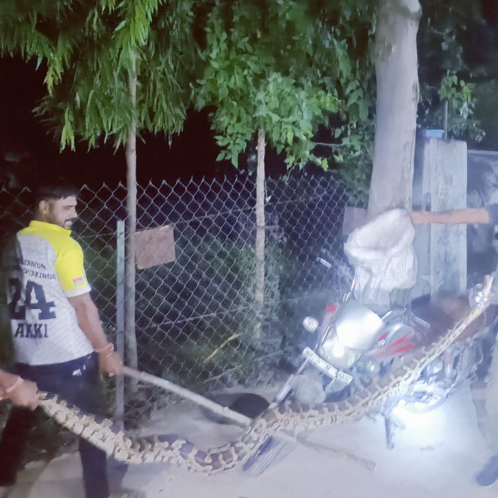जोबट में घर के बाहर मिला 13 फीट का अजगर:गायत्री शक्तिपीठ के पास दिखा, वन विभाग ने रेस्क्यू कर जंगल में छोड़ा