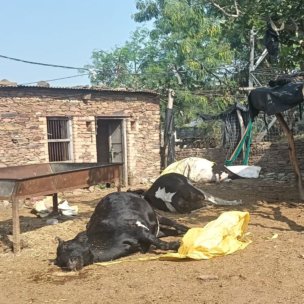 नीमच में बाड़े में बंधी 7 गायों की संदिग्ध मौत:जहर देने की आशंका, किसान को 8 लाख का नुकसान; पीएम रिपोर्ट से होगा खुलासा