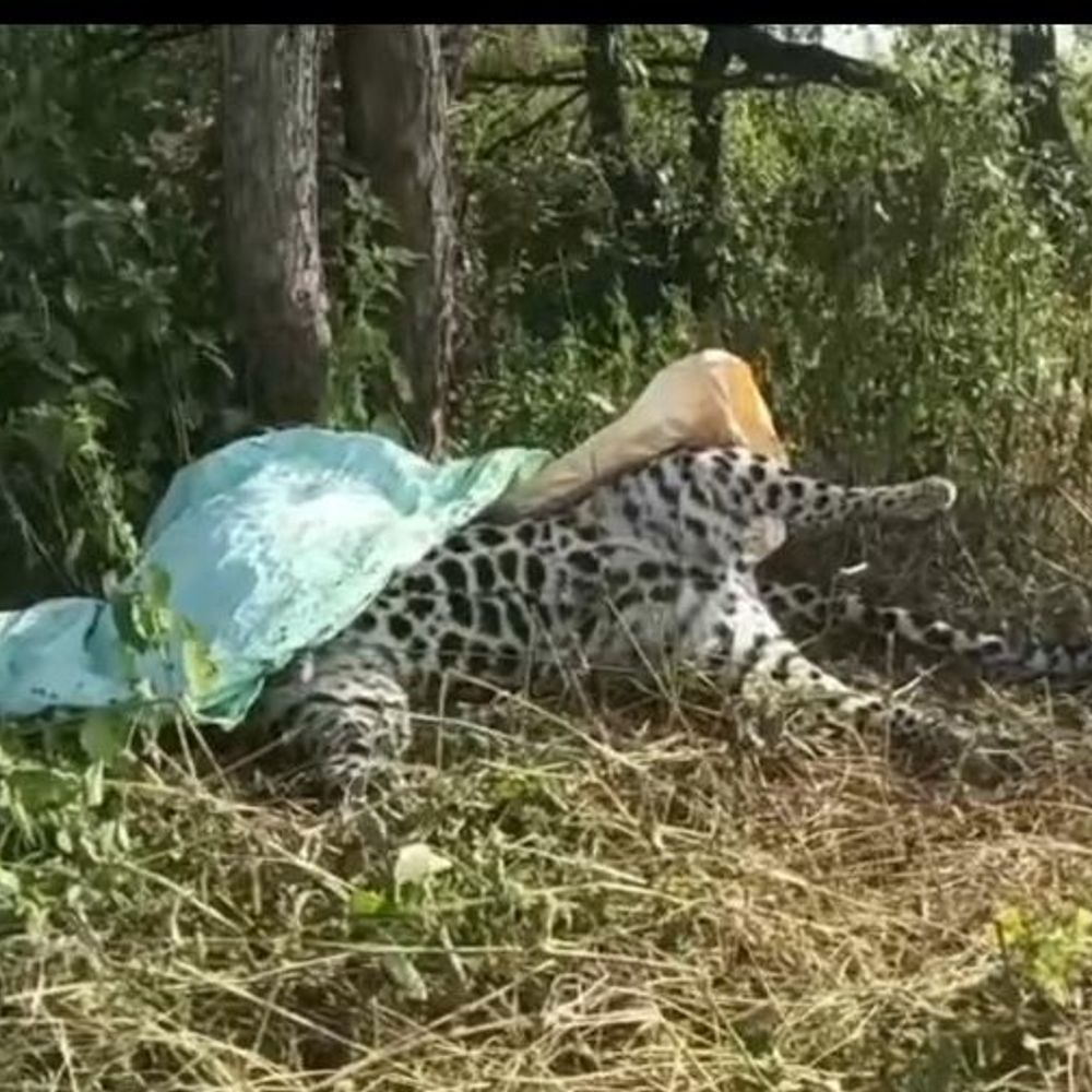 बड़वानी में मिला 2 साल की मादा तेंदुए का शव:ग्रामीण बोले- कई बार फोन करने के बाद भी टीम नहीं पहुंची