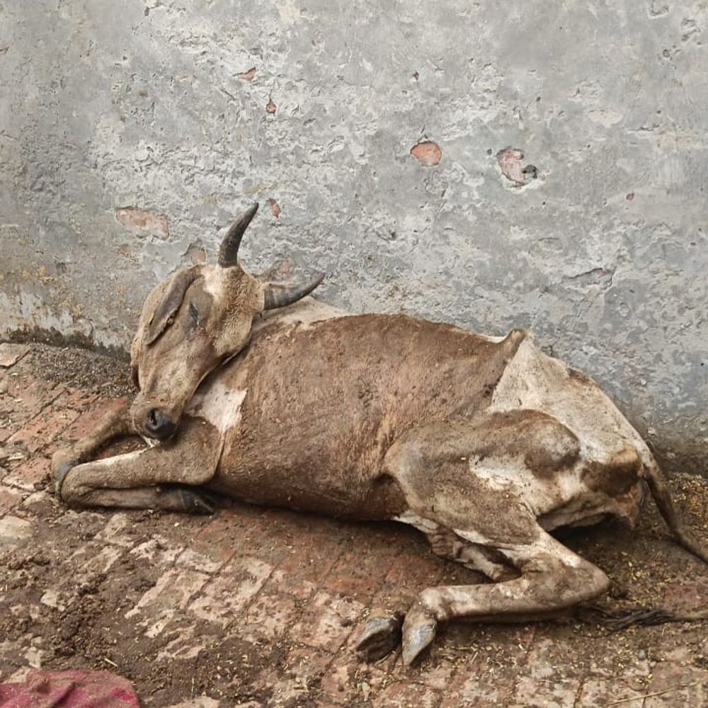 बदायूं में गोवंशों की मौत पर कार्रवाई में दोहरा रवैया:कहीं सचिव सस्पेंड, तो कहीं गोवध अधिनियम में केस दर्ज