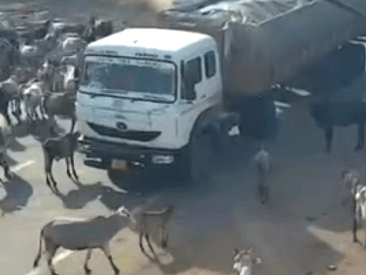 ट्राले ने गायों के झुंड को रौंदा, 5 की मौत:CCTV फुटेज सामने आया; पन्ना पुलिस ने चालक को हिरासत में लिया