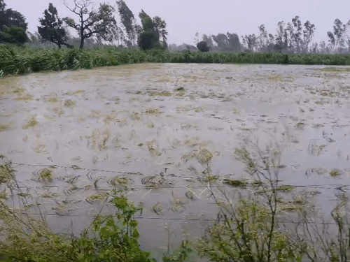 किसान ने पायल-मंगलसूत्र गिरवी रखकर की थी धान की खेती:शाहजहांपुर में बारिश में डूबी 3 बीघा फसल, किसान बोला- कर्ज कैसे चुकाएं