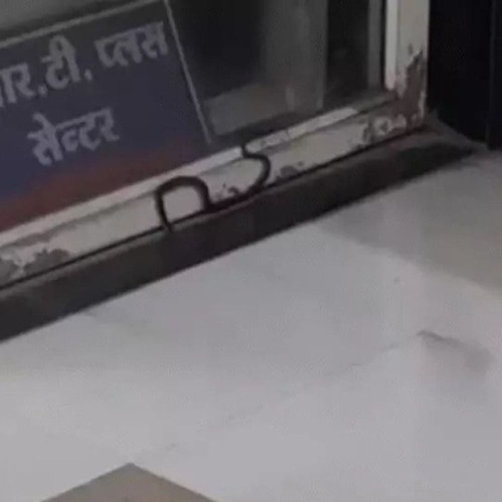 MYH में चूहे, बिल्ली के बाद अब सांप निकला:मचा हड़कंप, 8 सदस्यीय टीम और निगरानी समिति कागजों में सिमटी