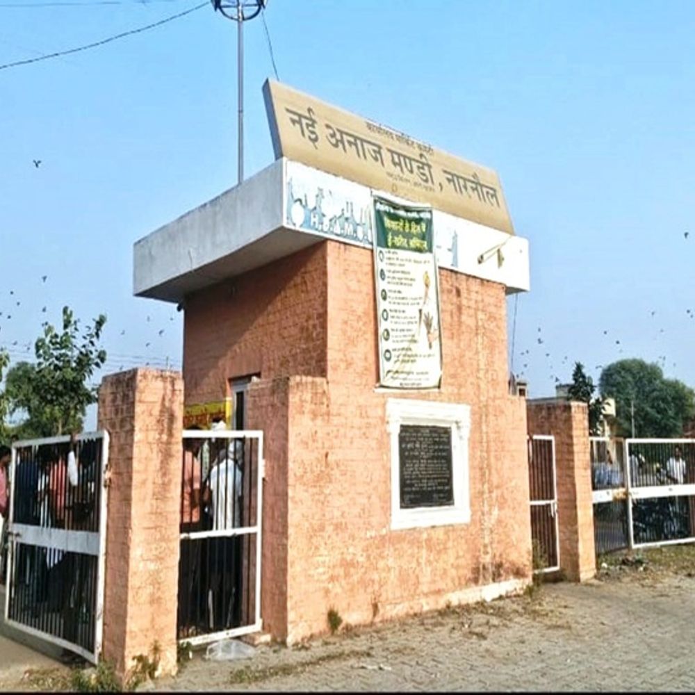 महेंद्रगढ़ की 6 मंडियों में आज से होगी बाजरा खरीद:2900 रुपए प्रति क्विंटल तय भाव, 2300 में खरीदी जाएगी फसल, 600 भावांतर योजना से मिलेंगे