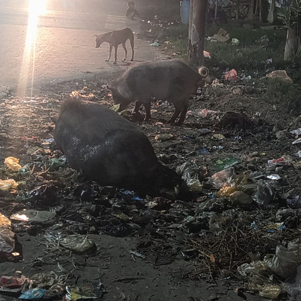 एटा के जलेसर में बंधे 10 पालतू सुअर चोरी:शिकायत पर अज्ञात के खिलाफ केस; जगह-जगह दबिश दे रही पुलिस