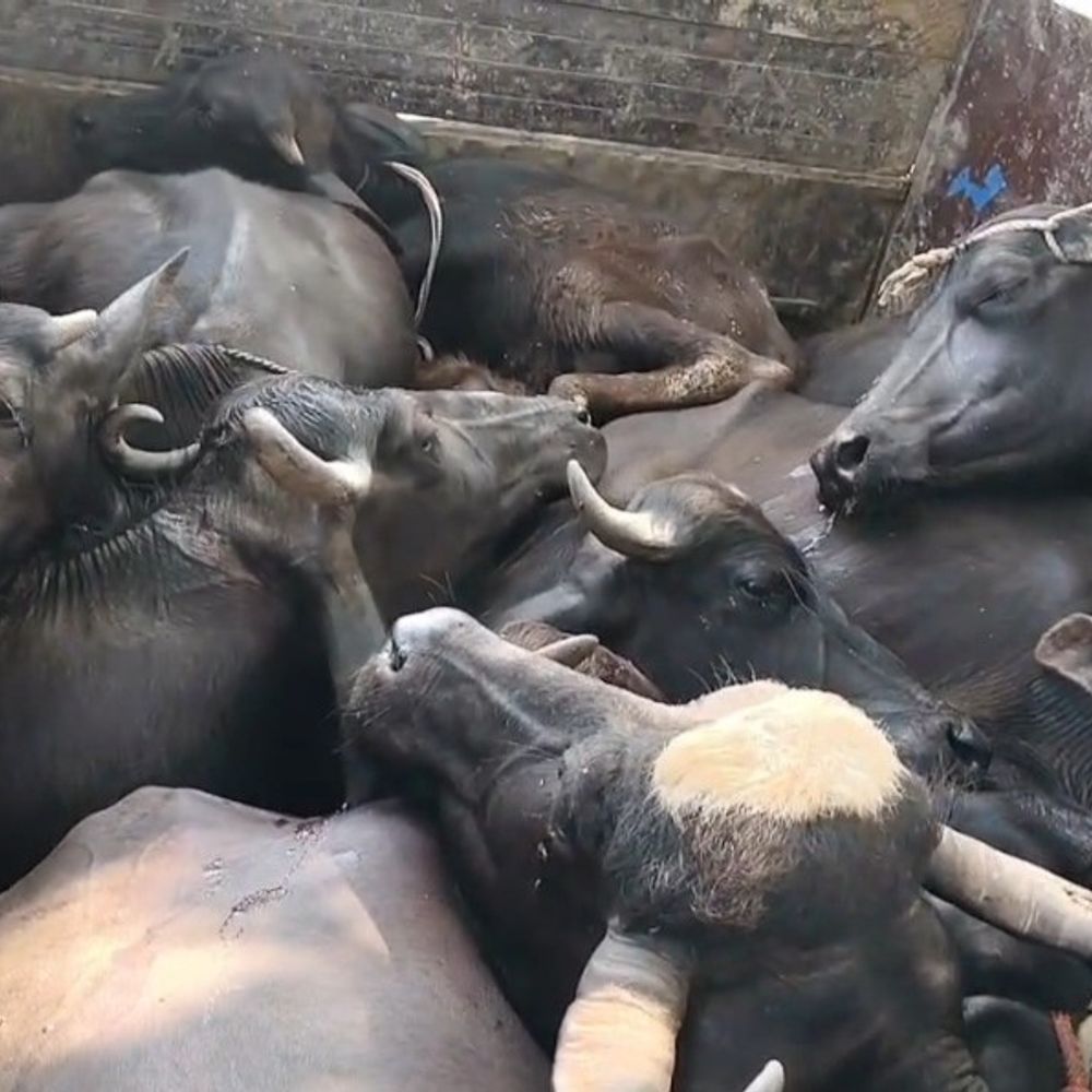 भैंसों से भरी पिकअप ने बच्चे को मारी टक्कर:पैर में गंभीर चोट, ड्राइवर फरार; टीकमगढ़ पुलिस ने वाहन जब्त किया