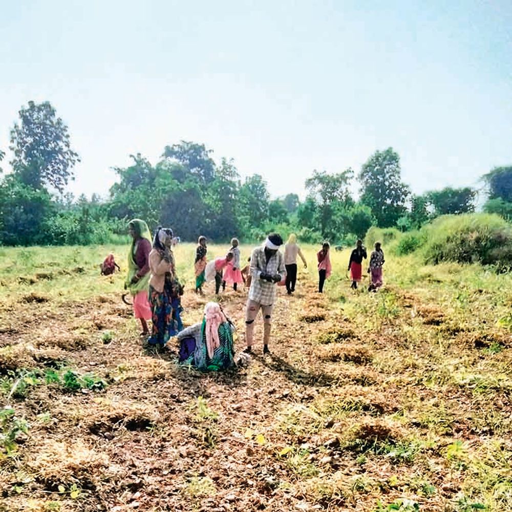फिर लागू हुई भावांतर योजना, 3 से 17 तक सोयाबीन बेचने होंगे पंजीयन