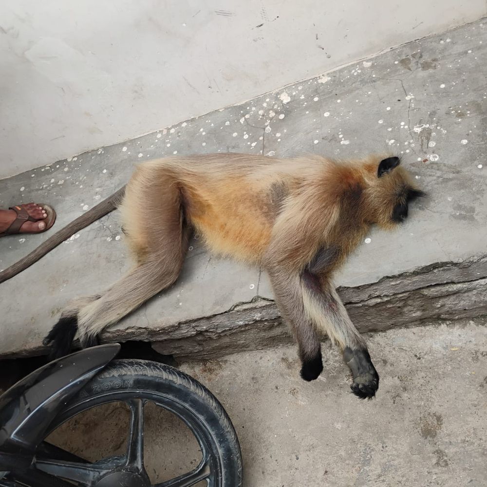 बुजुर्ग पर हमला करने वाला लंगूर पकड़ा गया:वन विभाग ने 3 दिन रेस्क्यू अभियान चलाकर पकड़ा