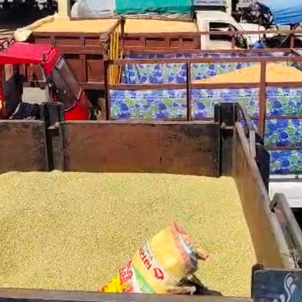 धार मंडी में नई सोयाबीन की आवक बढ़ी:रोज 9-10 हजार बोरी पहुंच रही, 300 से 350 ट्रैक्टर-ट्रॉलियां आ रहीं