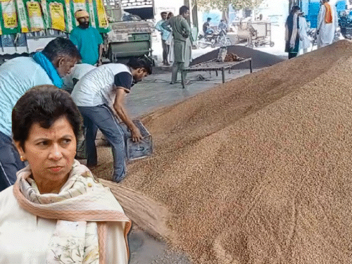 गेहूं MSP में ₹25 बढ़ोतरी पर सैलजा-किसानों ने जताया रोष:सांसद बोलीं-जमीदारों के साथ अन्याय, आय दोगुनी के किए थे दावे