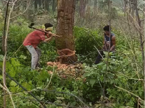 'साल बोरर' लगे पेड़ों की कटाई धीमी:डिंडौरी में 110 दिन में कटना हैं डेढ़ लाख वृक्ष; रोज कट रहे 565, ऐसे में लगेगा एक साल