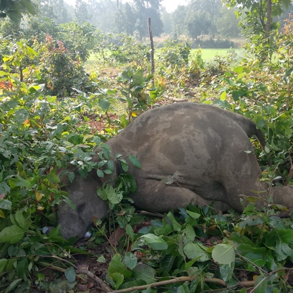 सरगुजा में करंट लगने से हाथी शावक की मौत:तरंगित तार की चपेट में आया शावक, दहशत में लोगों ने गुजारी रात