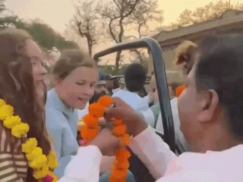 अलवर-सरिस्का आए टूरिस्ट्स को कलाकंद खिलाकर सफारी पर भेजा:तीन महीने बाद शुरू हुई जंगल सफारी, सरिस्का में 11 टाइगर, 18 टाइग्रेस और 27 शावक