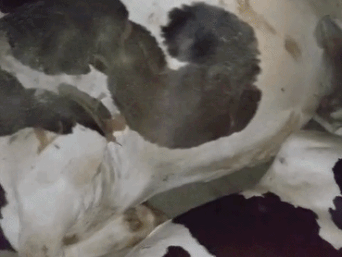करनाल में 15 गोवंश से भरा कैंटर पकड़ा:14 गाय जीवित और एक मृत मिली, टायर पंक्चर होने पर रुका; ड्राइवर समेत साथी गिरफ्तार
