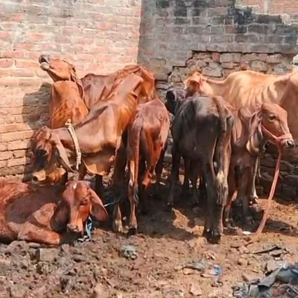 बक्सर-दशहरे से पहले बूचड़खानों पर प्रशासन का एक्शन:20 से ज्यादा पशु मिले, खून के निशान और संदिग्ध मांस बरामद; जांच को भेजा