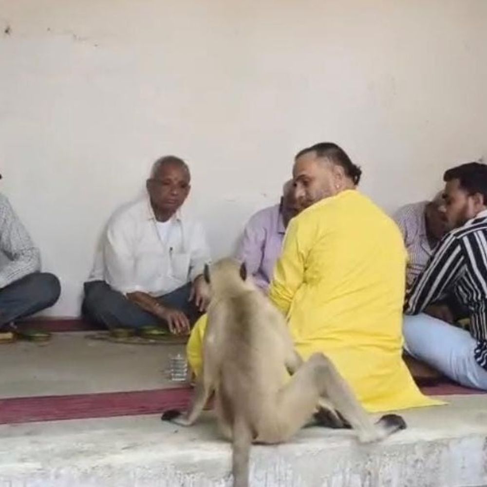 श्राद्ध में 10 ब्राह्मण पहुंचे, 11वें का था इंतजार:बंदर आया, अलग देने पर भोजन नहीं किया, राजघराने की पंगत में खाना खाया