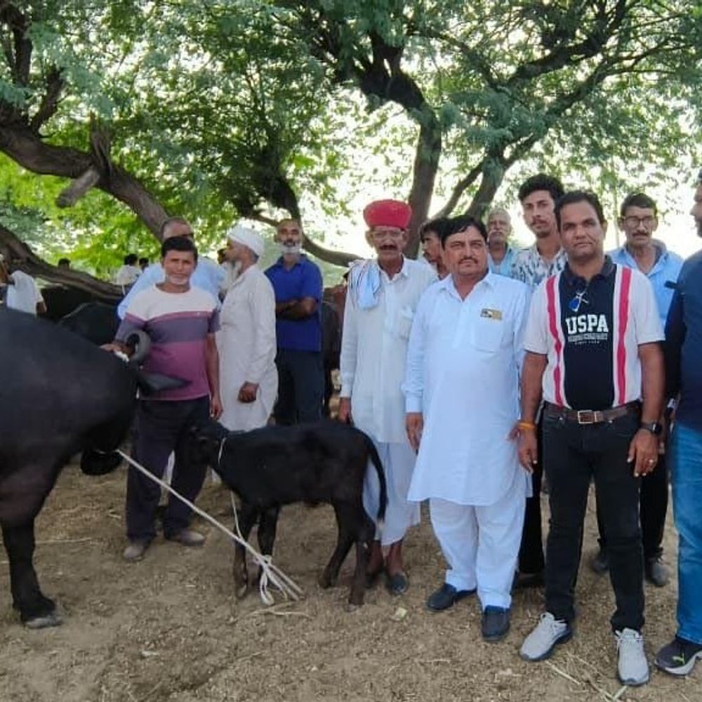 पशु मेले में उमड़ा पशुपालकों का हुजूम:ऊंट-घोड़ों की प्रतियोगिताओं ने बांधा समां, विजेताओं को मिले पुरस्कार