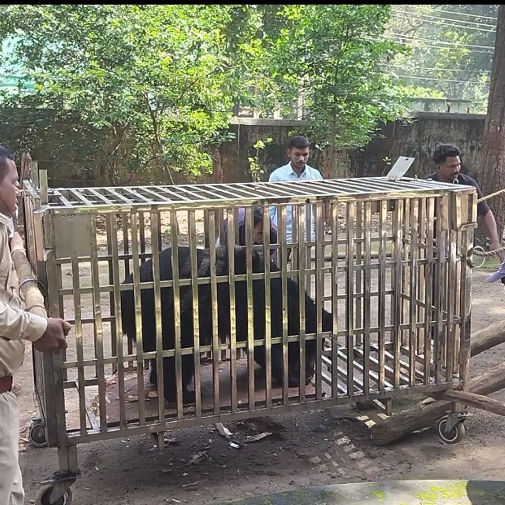 तड़के 3 बजे पिंजरे में फंसा भालू रेस्क्यू कर जंगल में छोड़ा गया