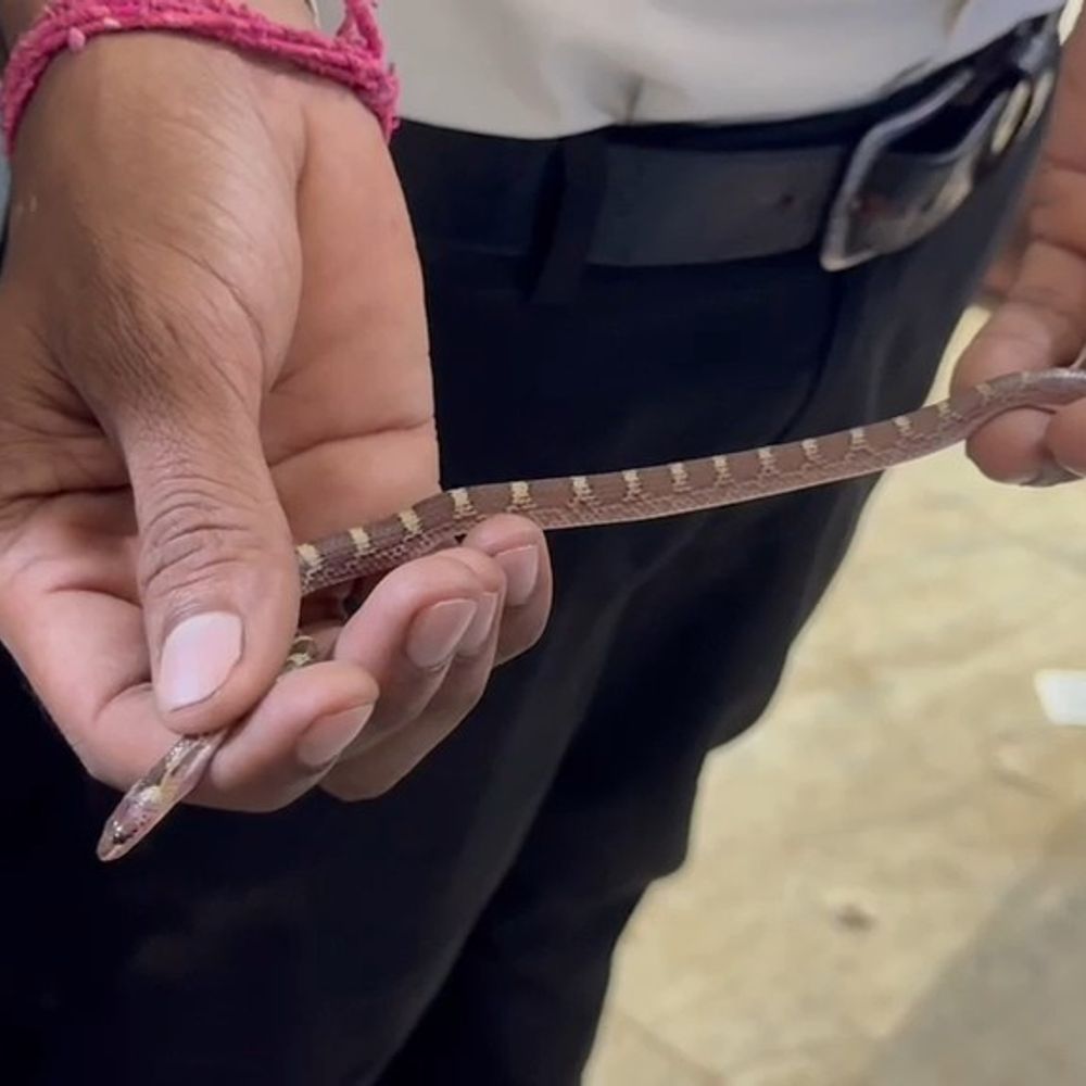 नवादा में 7 महीने की गर्भवती को सांप ने काटा:देवर ने पकड़ लिया जिंदा सांप, हाथ में लेकर 20KM दूर अस्पताल पहुंचा
