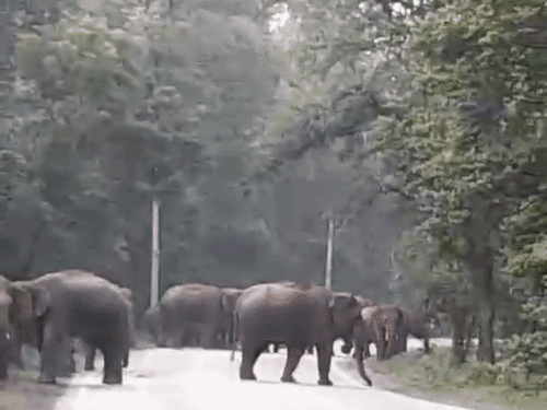 रायगढ़ में 49 हाथियों का दल सड़क पर पहुंचा, VIDEO:एक हाथी बीच सड़क बैठा; वन विभाग ने वाहनों को रोककर सुरक्षित जंगल भेजा