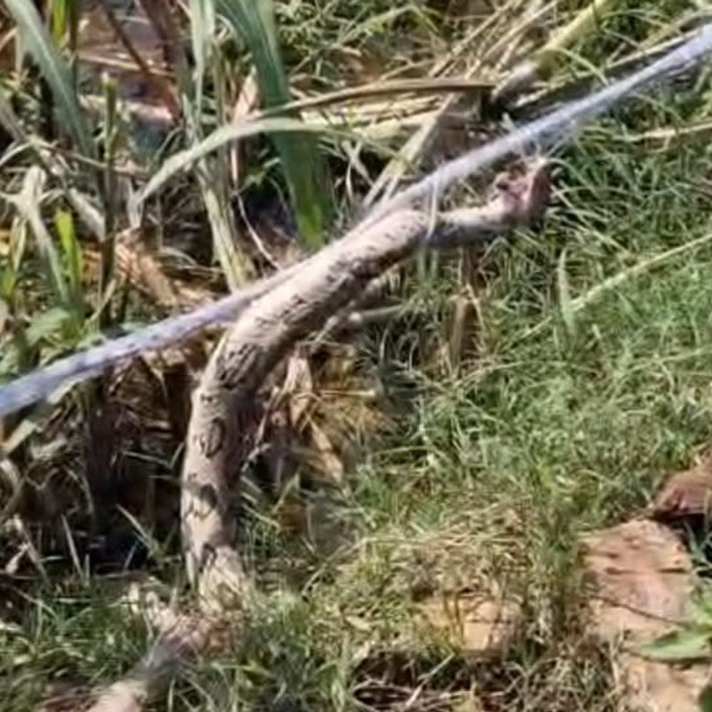 फर्रुखाबाद में कंटीले तारों में फंसा अजगर:20 मिनट की मशक्कत के बाद वन विभाग ने किया रेस्क्यू, 3 घंटे तक फंसा रहा